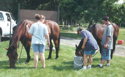 Caring for the Horses 1